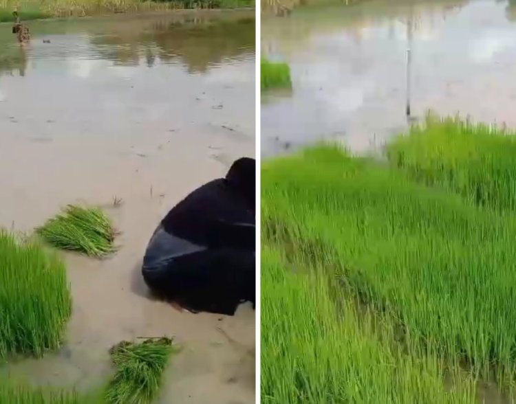 Musim Tanam, Petani di Desa Gunung Batu Kecamatan Cempaka Keluhkan Sulit Dapat Pupuk Subsidi Meski Pegang Kartu Tani
