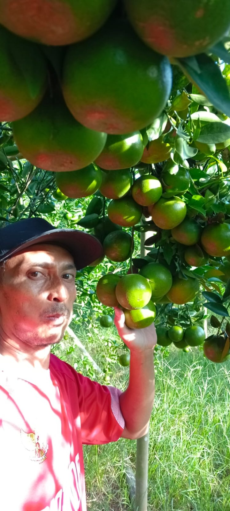 Petani Jeruk asal Desa Rulung Mulya Keluhkan Harga Jeruk Peras yang Anjlok