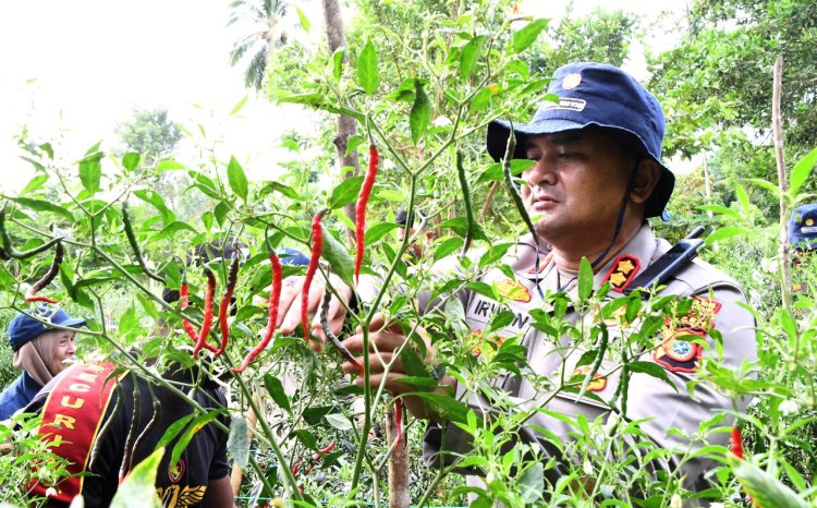 Kapolres Aceh Timur Panen Cabai Yang Ditanam Bhabinkamtibmas Polsek Julok