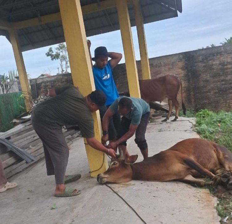 Gampong Pondok Pabrik Sembelih 8 Ekor Hewan Qurban