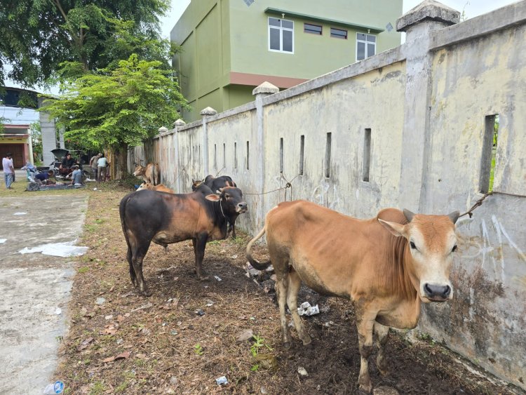 Dusun Jawa Tengah Gampong Jawa Sembelih 10 Ekor Lembu dan 8 Ekor Kambing