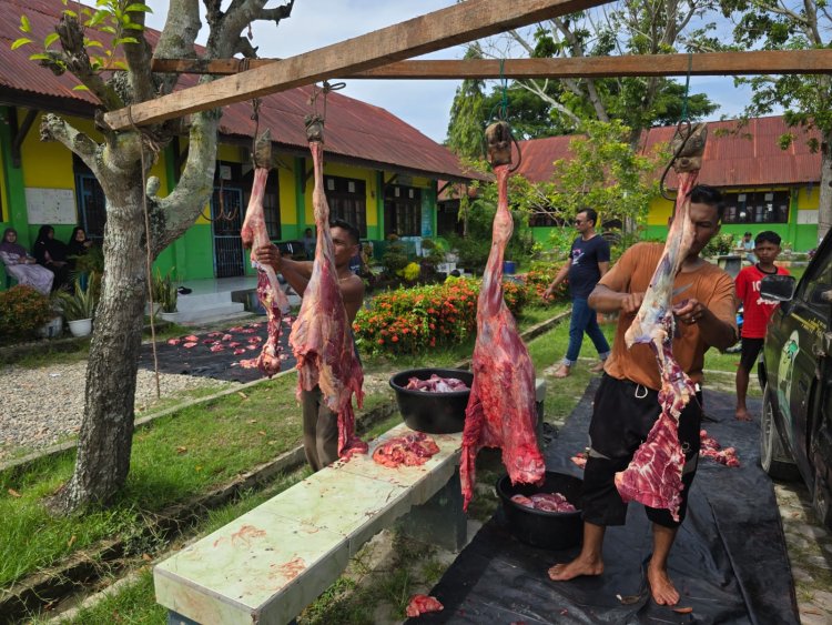 Kemenag Kota Langsa Sembelih 4 Ekor Sapi Qurban pada Idul Adha